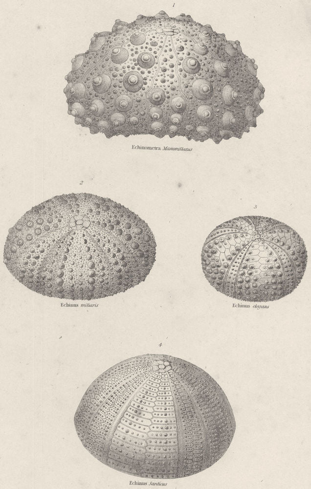 ECHINODERMATA ECHINIDAE. Echinometra Mammillatus; Echinus miliaris; elegans 1860